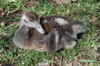 One of our hand reared Egyptian Goose goslings