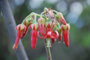 Kalanchoe flowering on the hill